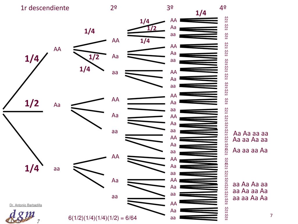1/4 1/2 1/4 1r descendiente 2º 3º 4º 1/4 1/4 1/2 1/4 Aa Aa aa aa