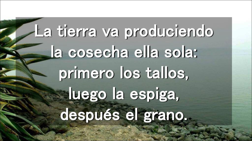 La tierra va produciendo la cosecha ella sola: primero los tallos, luego la espiga, después el grano.