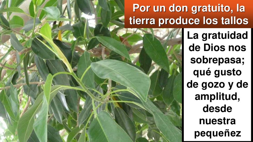 Por un don gratuito, la tierra produce los tallos