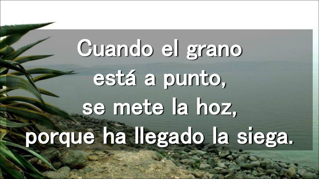 Cuando el grano está a punto, se mete la hoz, porque ha llegado la siega.