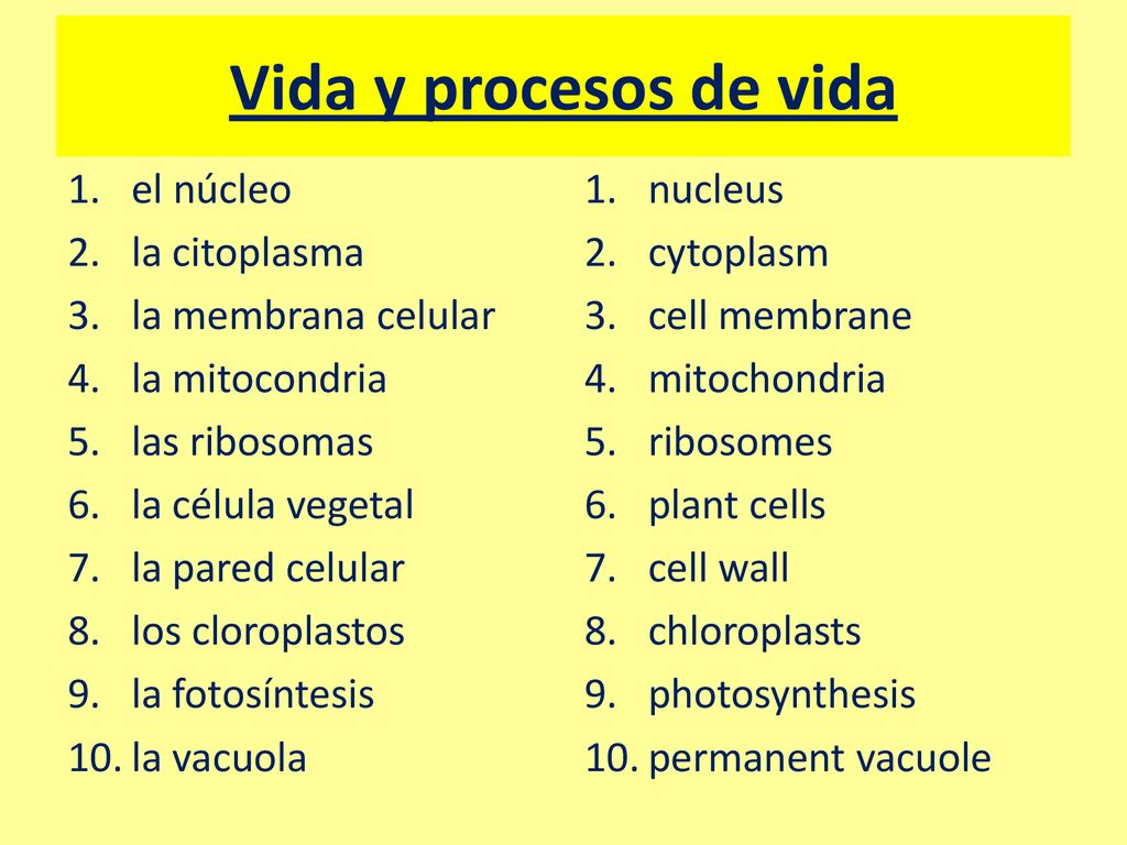 Vida y procesos de vida el núcleo la citoplasma la membrana celular