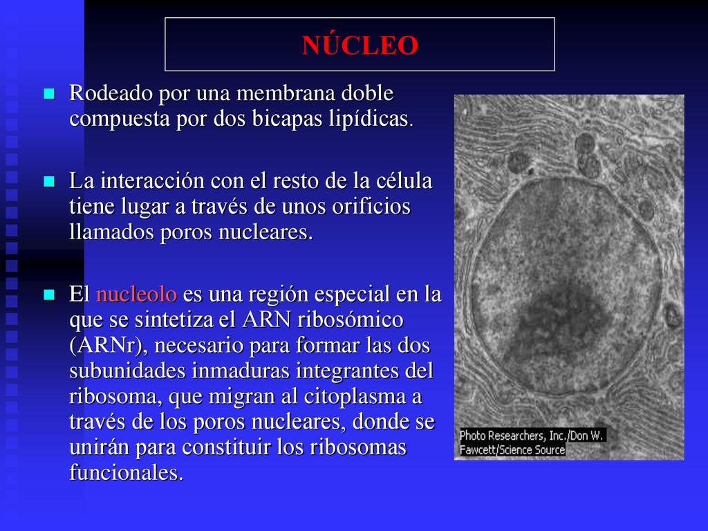 NÚCLEO Rodeado por una membrana doble compuesta por dos bicapas lipídicas.
