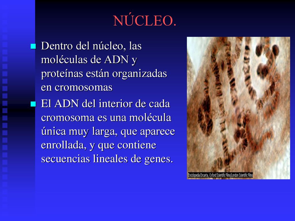 NÚCLEO. Dentro del núcleo, las moléculas de ADN y proteínas están organizadas en cromosomas.