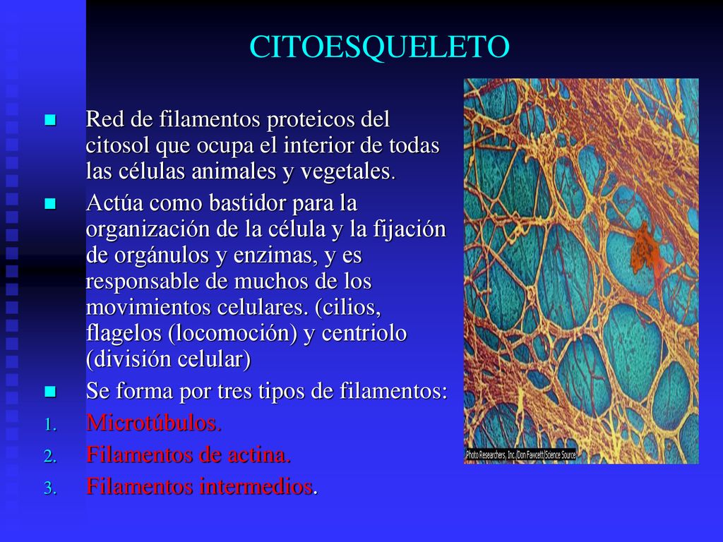 CITOESQUELETO Red de filamentos proteicos del citosol que ocupa el interior de todas las células animales y vegetales.