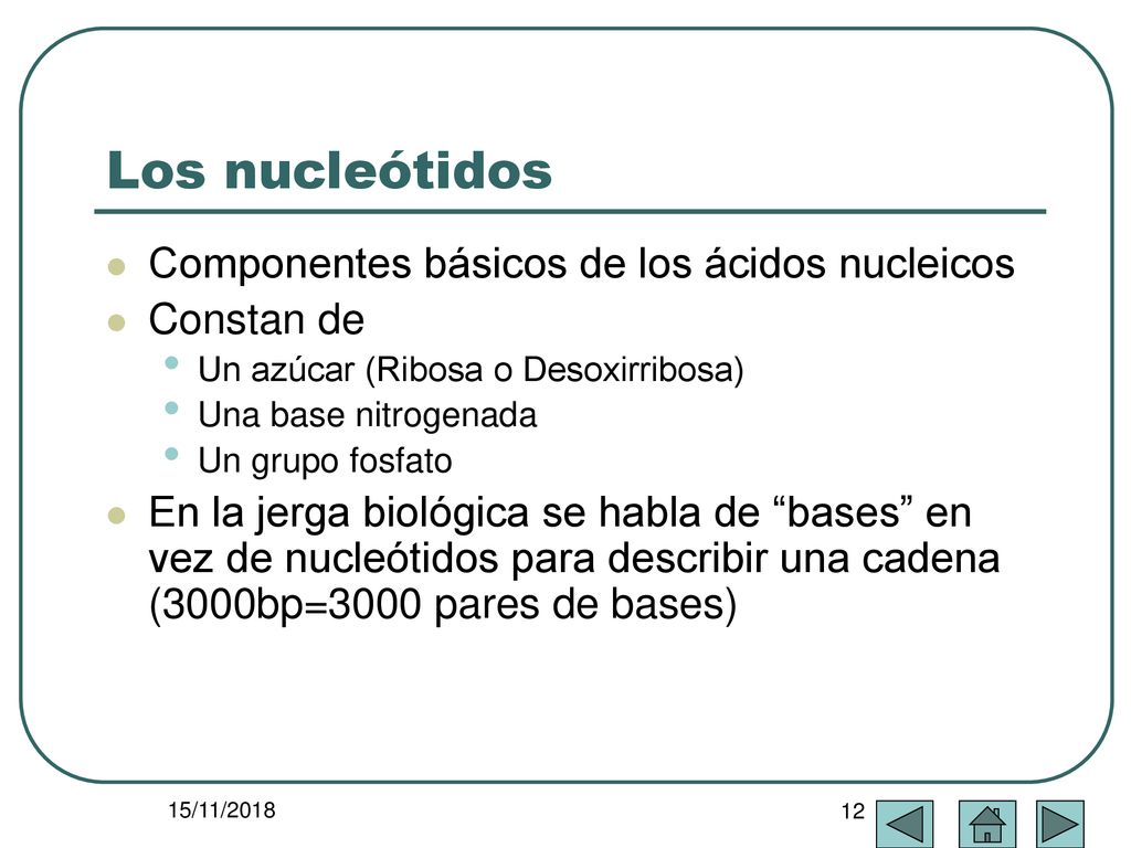 Los nucleótidos Componentes básicos de los ácidos nucleicos Constan de