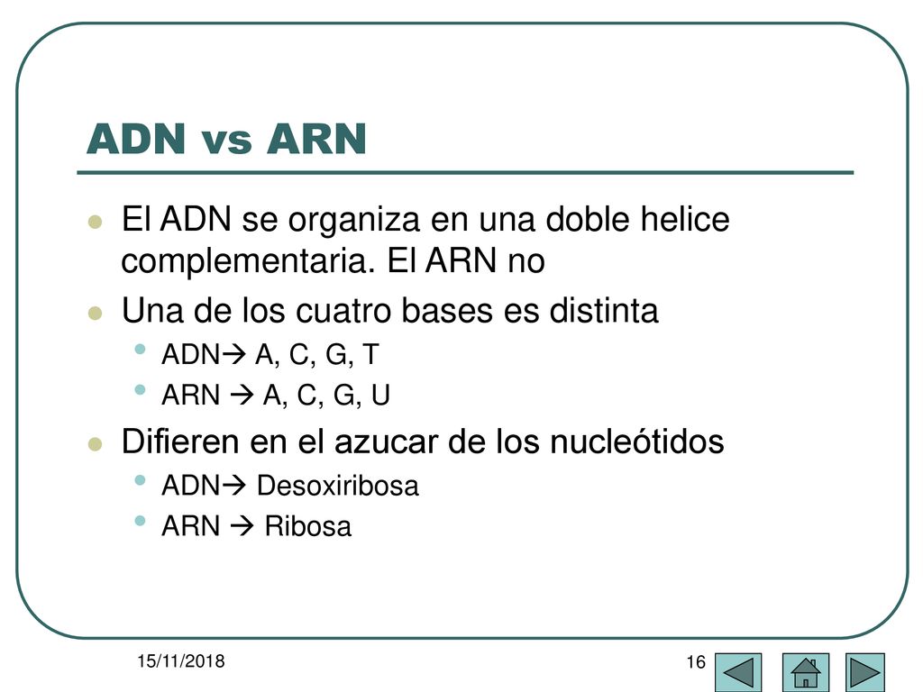 ADN vs ARN El ADN se organiza en una doble helice complementaria. El ARN no. Una de los cuatro bases es distinta.