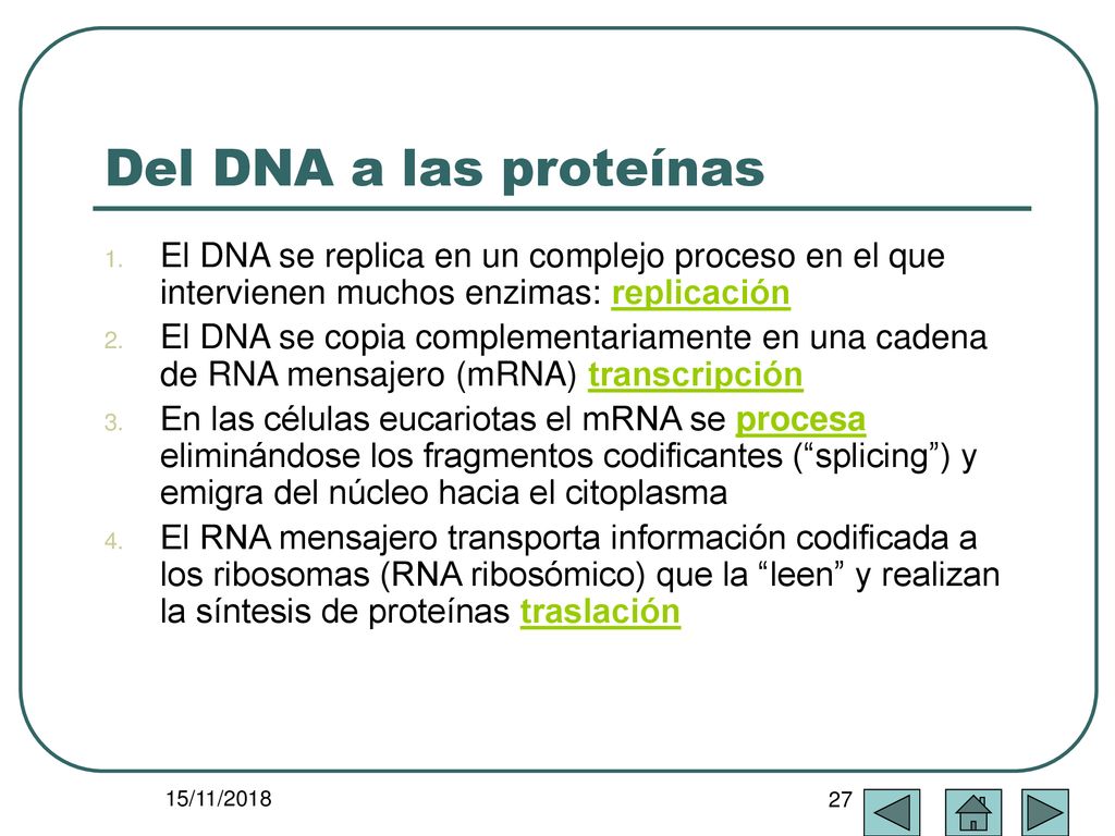 Del DNA a las proteínas El DNA se replica en un complejo proceso en el que intervienen muchos enzimas: replicación.
