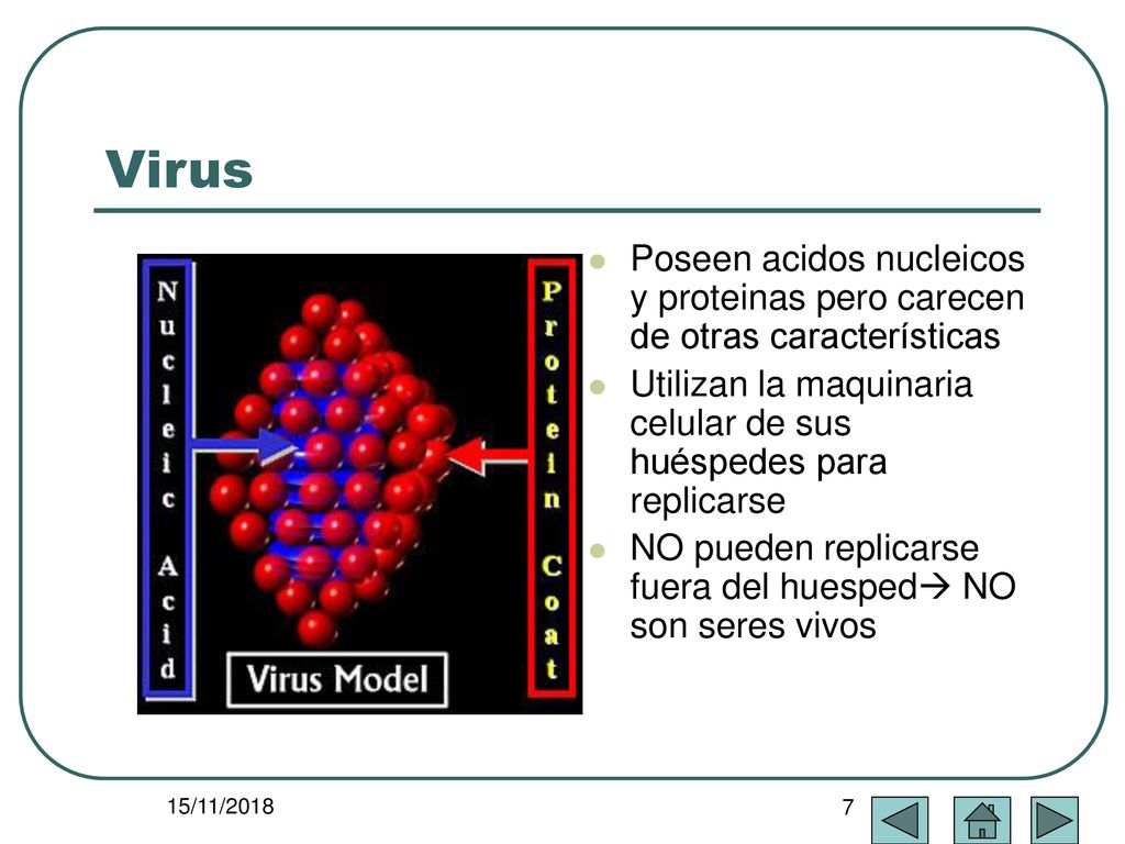 Virus Poseen acidos nucleicos y proteinas pero carecen de otras características. Utilizan la maquinaria celular de sus huéspedes para replicarse.