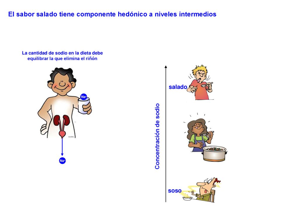El sabor salado tiene componente hedónico a niveles intermedios