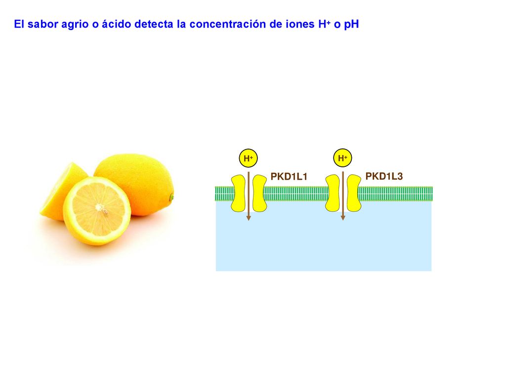 El sabor agrio o ácido detecta la concentración de iones H+ o pH