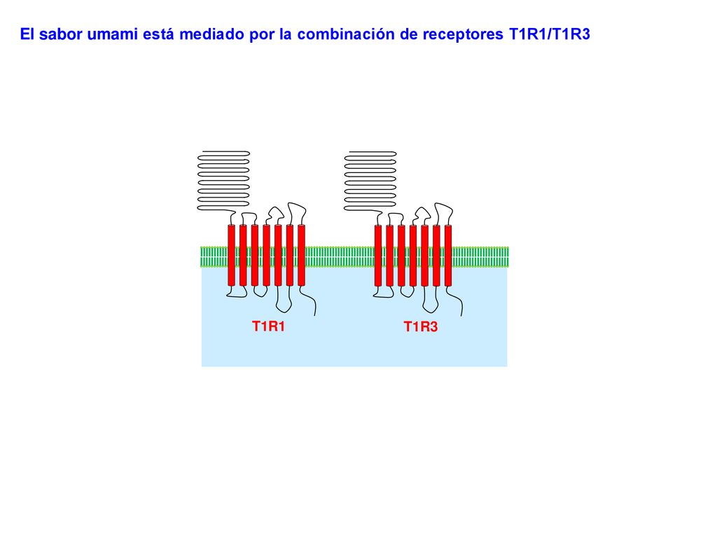 El sabor umami está mediado por la combinación de receptores T1R1/T1R3