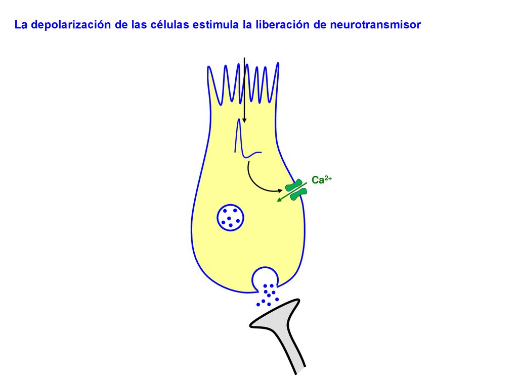 La depolarización de las células estimula la liberación de neurotransmisor