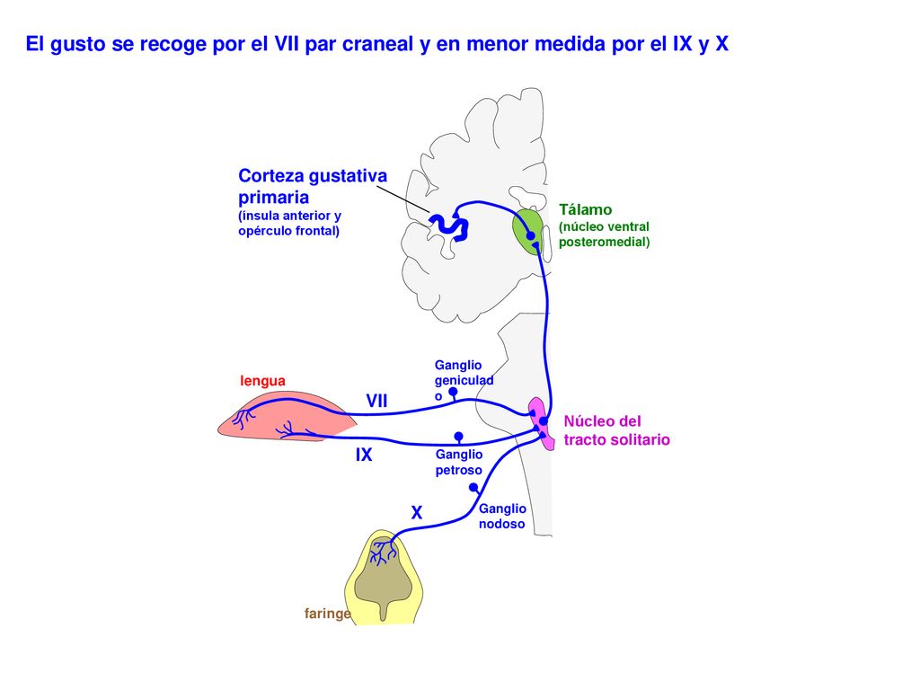 El gusto se recoge por el VII par craneal y en menor medida por el IX y X