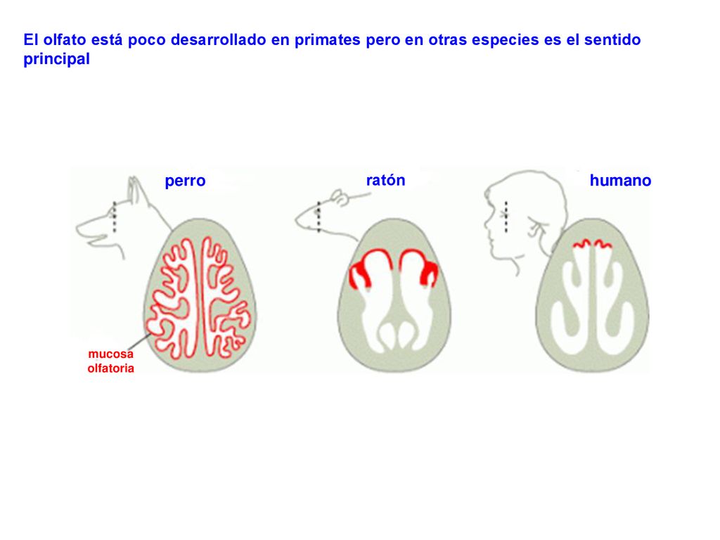 El olfato está poco desarrollado en primates pero en otras especies es el sentido principal