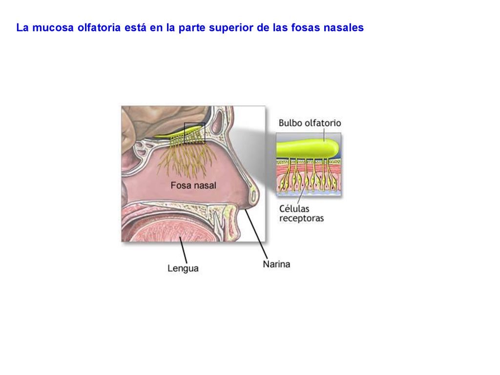 La mucosa olfatoria está en la parte superior de las fosas nasales