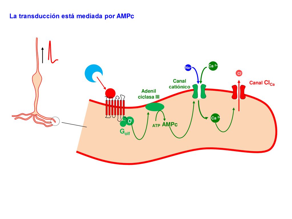 α La transducción está mediada por AMPc Golf AMPc Canal catiónico