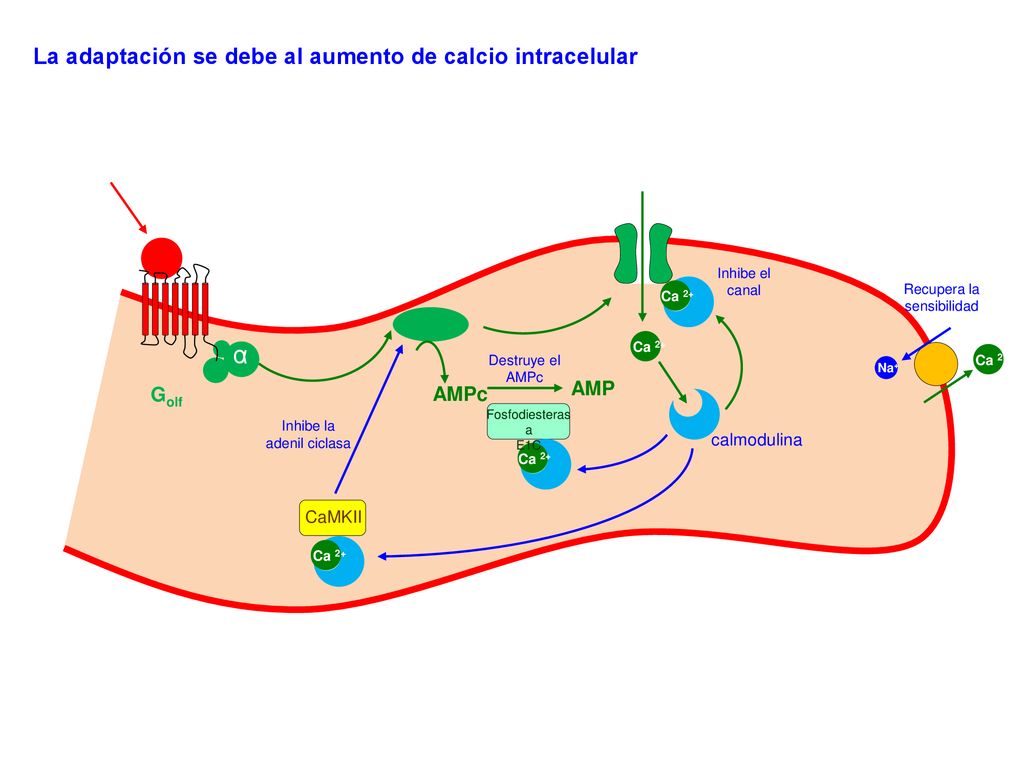 α La adaptación se debe al aumento de calcio intracelular AMP Golf