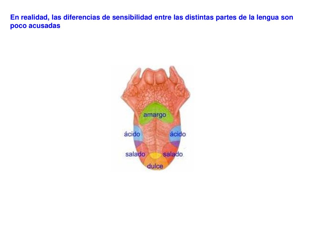 En realidad, las diferencias de sensibilidad entre las distintas partes de la lengua son poco acusadas