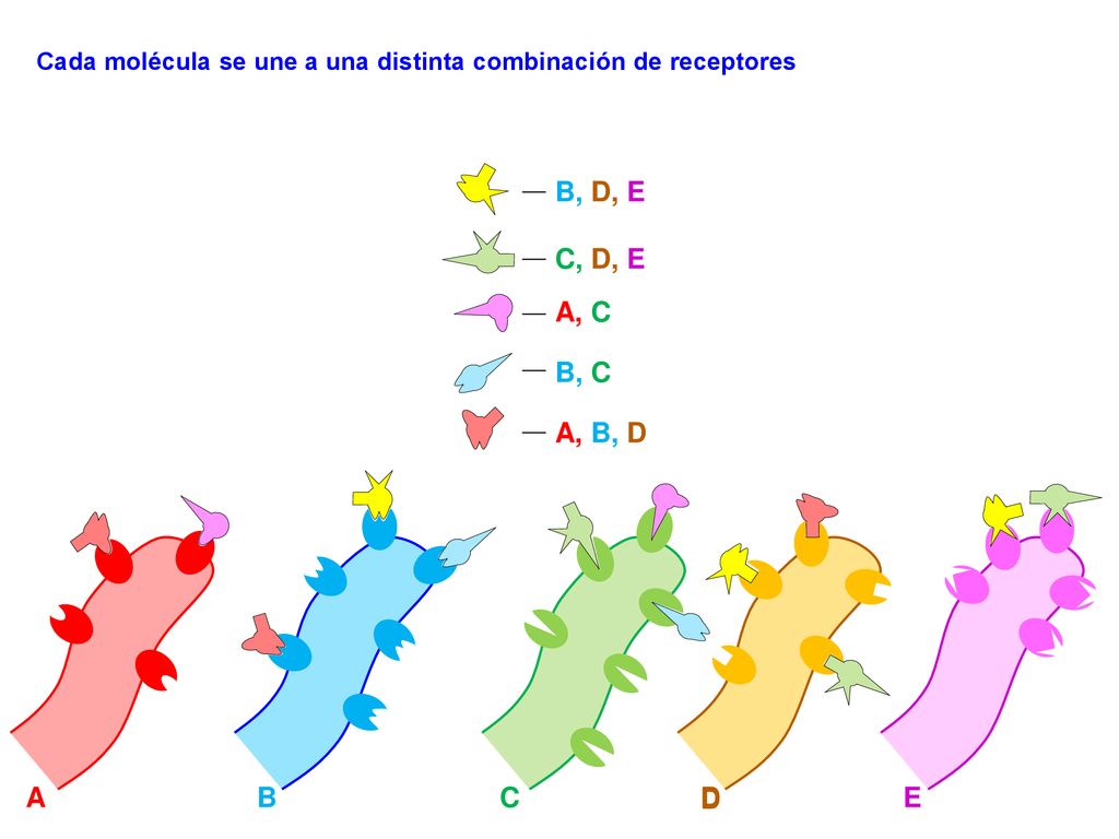 Cada molécula se une a una distinta combinación de receptores