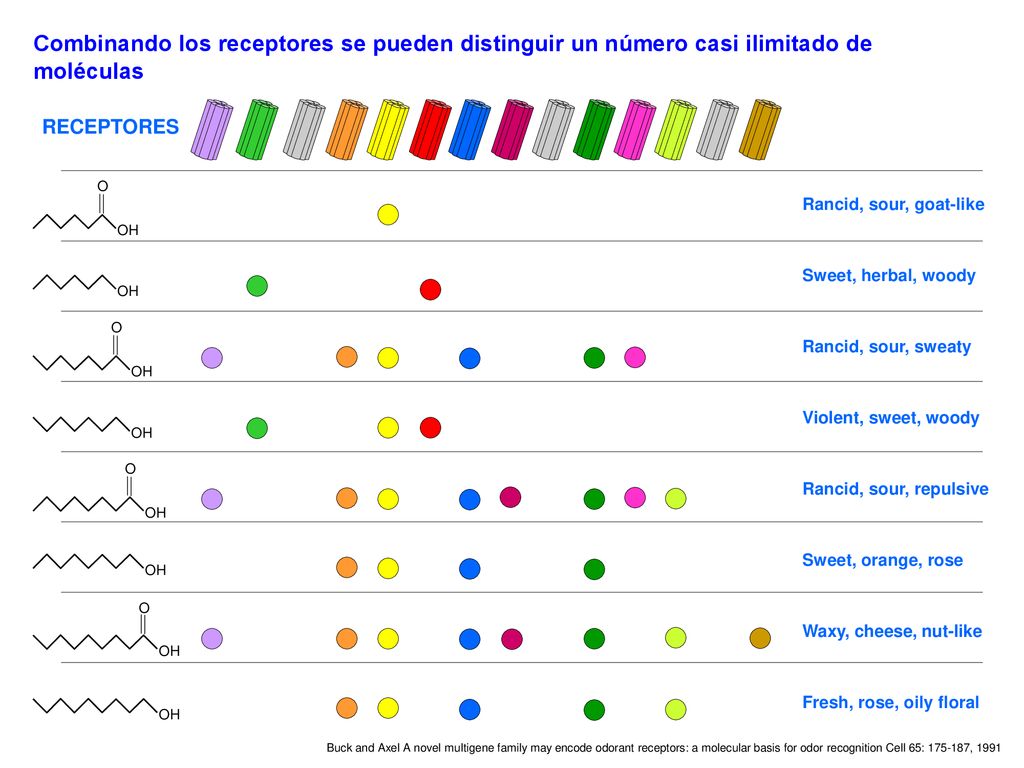 Combinando los receptores se pueden distinguir un número casi ilimitado de moléculas