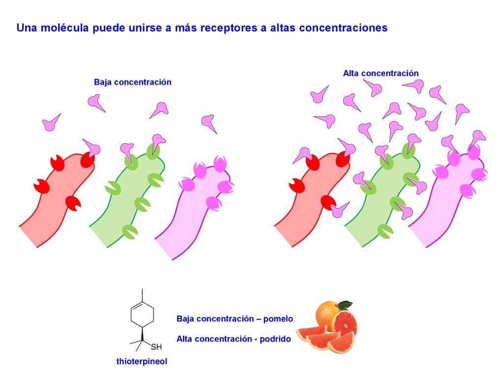 Una molécula puede unirse a más receptores a altas concentraciones