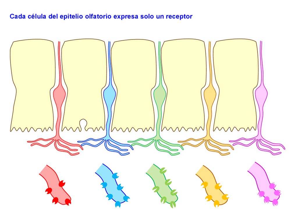Cada célula del epitelio olfatorio expresa solo un receptor