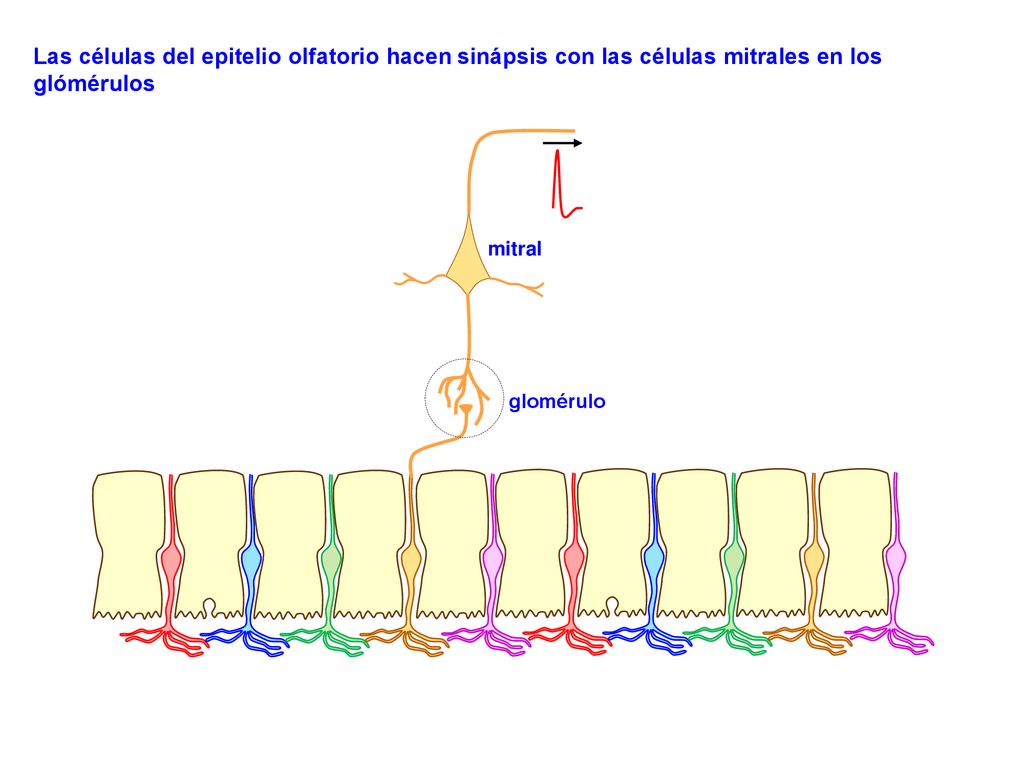 Las células del epitelio olfatorio hacen sinápsis con las células mitrales en los glómérulos