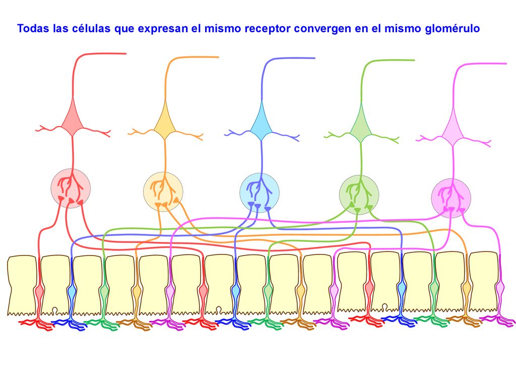 Todas las células que expresan el mismo receptor convergen en el mismo glomérulo