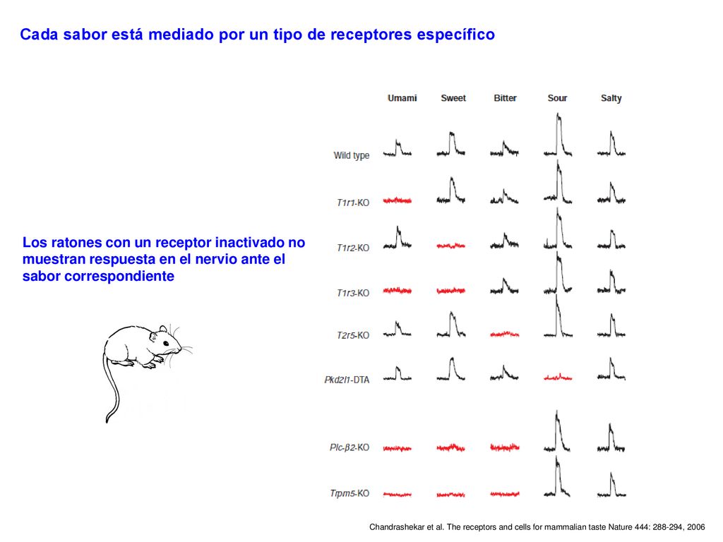Cada sabor está mediado por un tipo de receptores específico