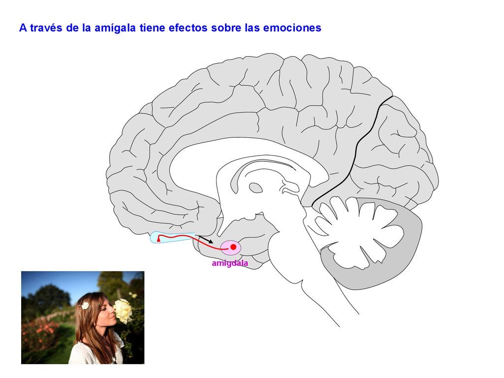 A través de la amígala tiene efectos sobre las emociones
