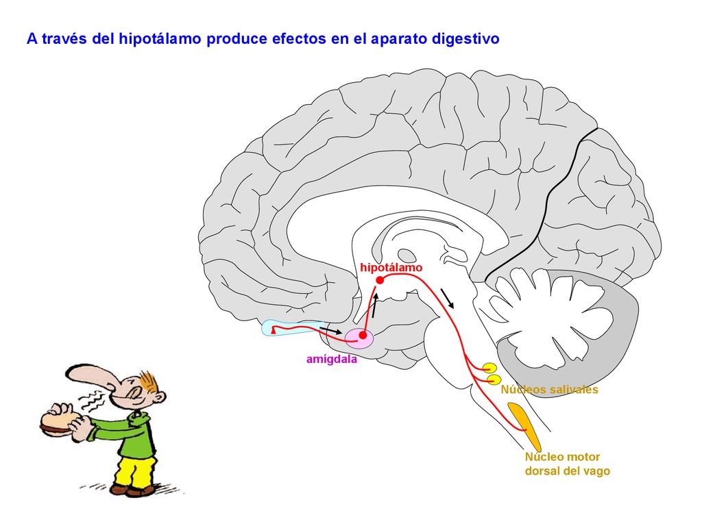 A través del hipotálamo produce efectos en el aparato digestivo