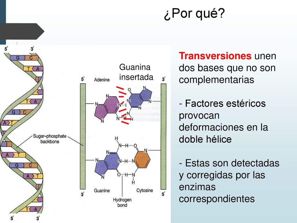 ¿Por qué Transversiones unen dos bases que no son complementarias