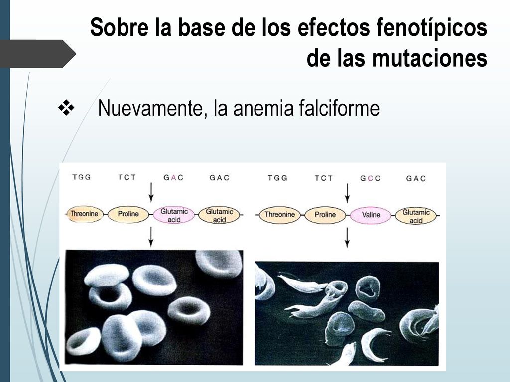Sobre la base de los efectos fenotípicos de las mutaciones