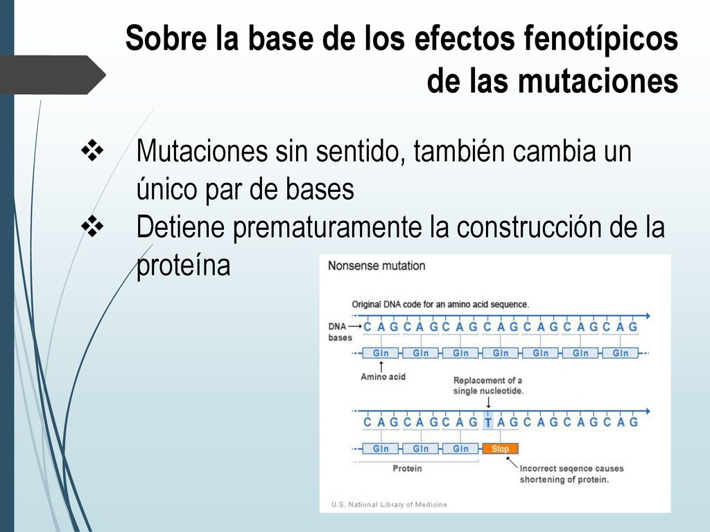 Sobre la base de los efectos fenotípicos de las mutaciones