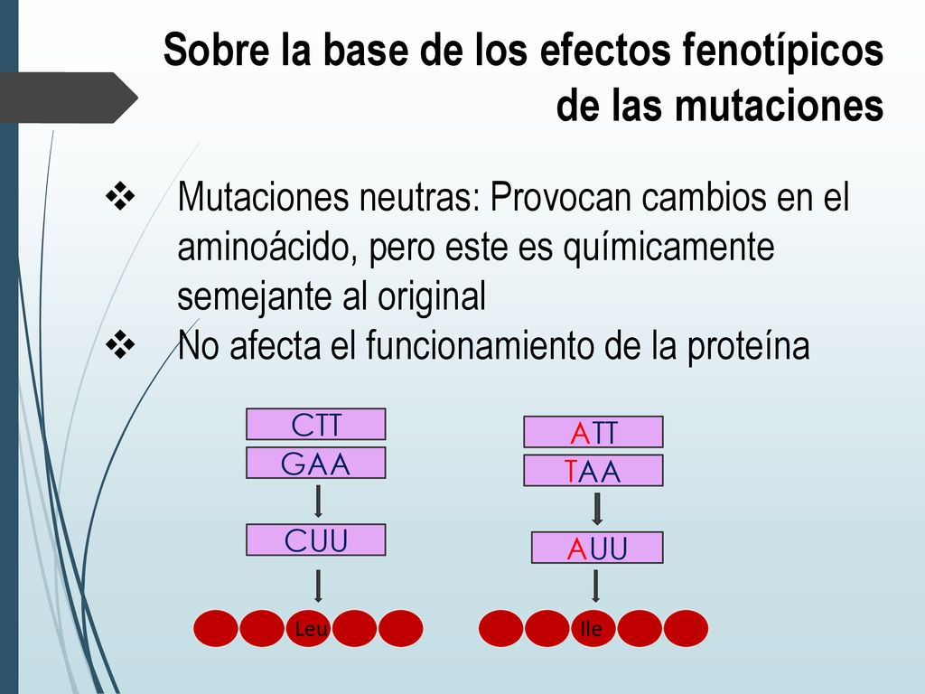 Sobre la base de los efectos fenotípicos de las mutaciones
