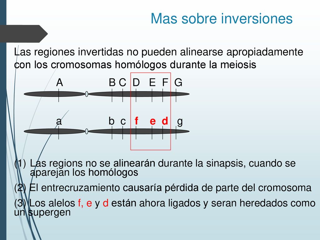 Mas sobre inversiones Las regiones invertidas no pueden alinearse apropiadamente con los cromosomas homólogos durante la meiosis.