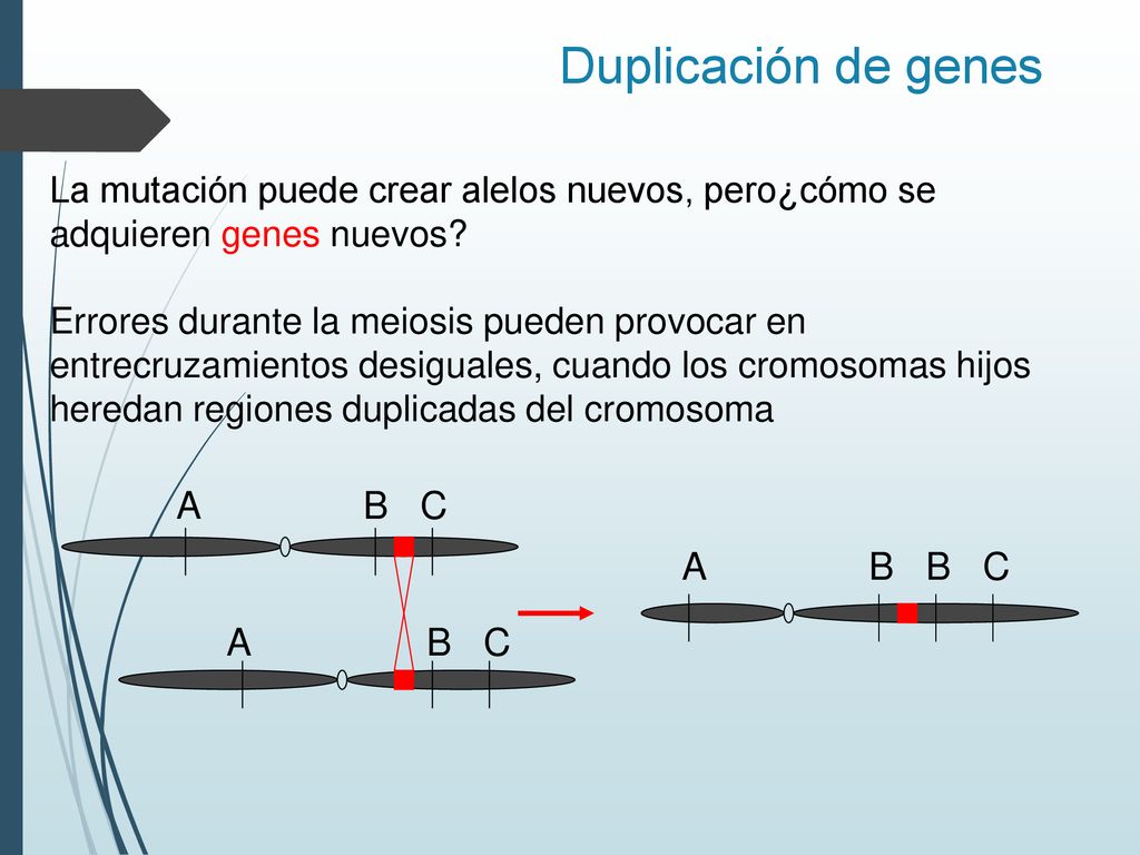 Duplicación de genes A B C A B B C A B C