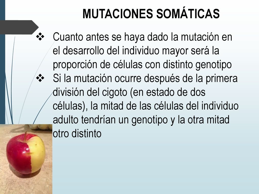 MUTACIONES SOMÁTICAS Cuanto antes se haya dado la mutación en el desarrollo del individuo mayor será la proporción de células con distinto genotipo.