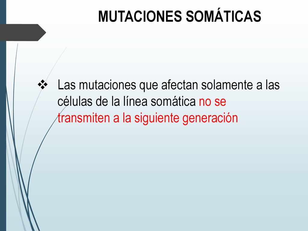 MUTACIONES SOMÁTICAS Las mutaciones que afectan solamente a las células de la línea somática no se transmiten a la siguiente generación.