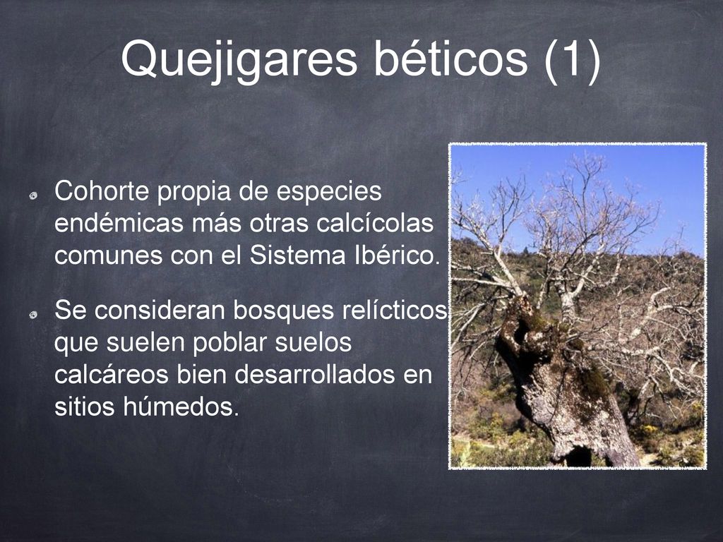 Quejigares béticos (1) Cohorte propia de especies endémicas más otras calcícolas comunes con el Sistema Ibérico.
