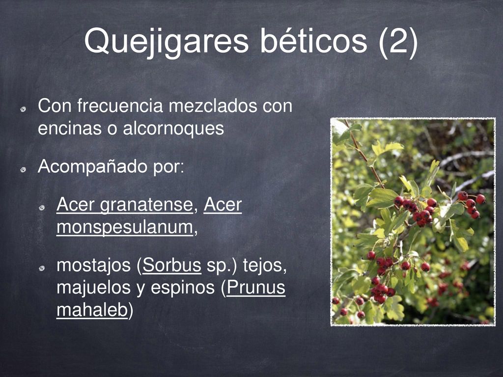 Quejigares béticos (2) Con frecuencia mezclados con encinas o alcornoques. Acompañado por: Acer granatense, Acer monspesulanum,