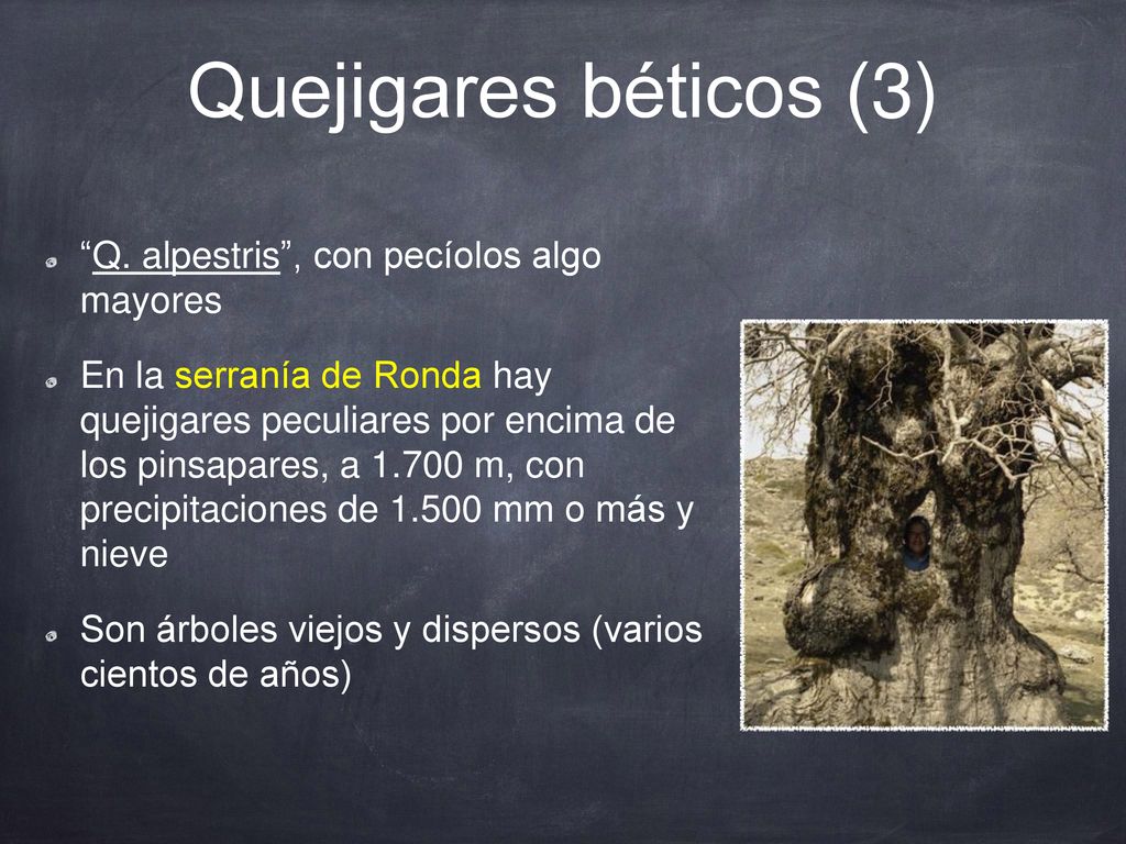 Quejigares béticos (3) Q. alpestris , con pecíolos algo mayores