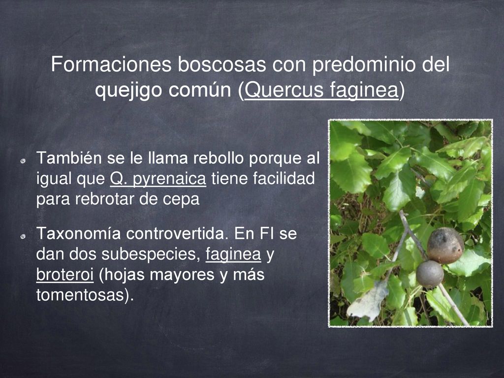 Formaciones boscosas con predominio del quejigo común (Quercus faginea)