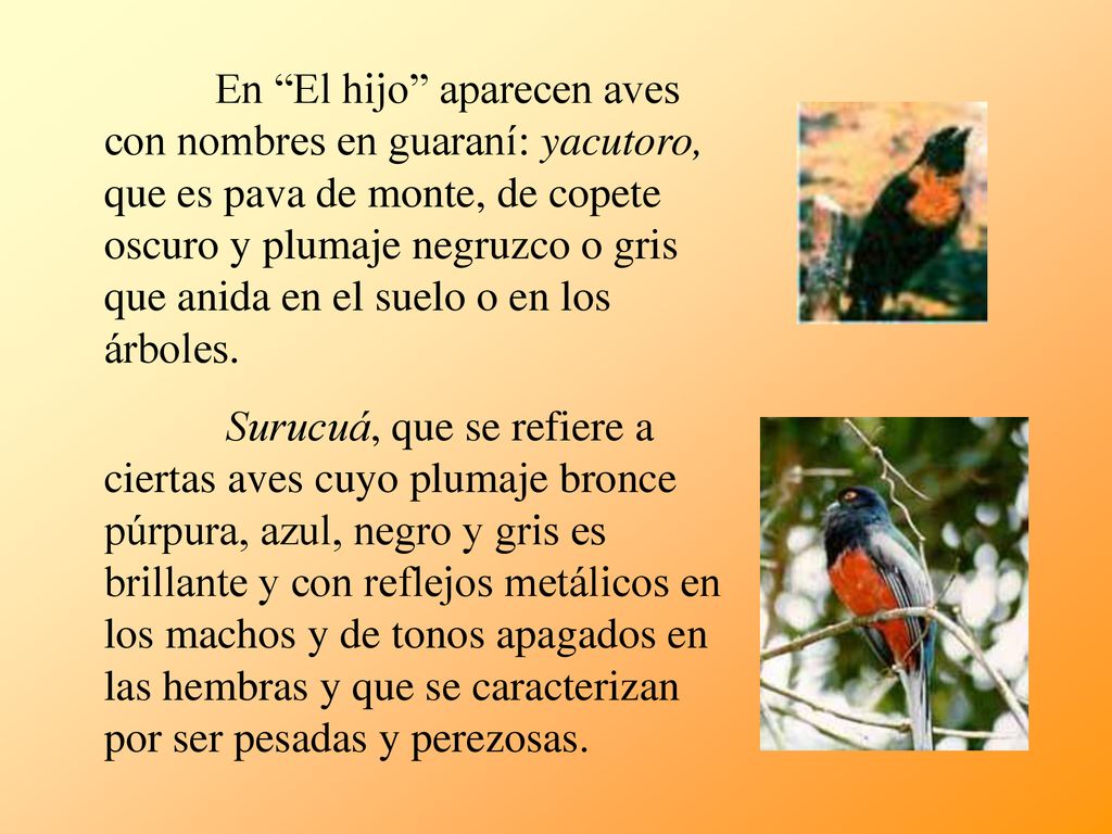 En El hijo aparecen aves con nombres en guaraní: yacutoro, que es pava de monte, de copete oscuro y plumaje negruzco o gris que anida en el suelo o en los árboles.