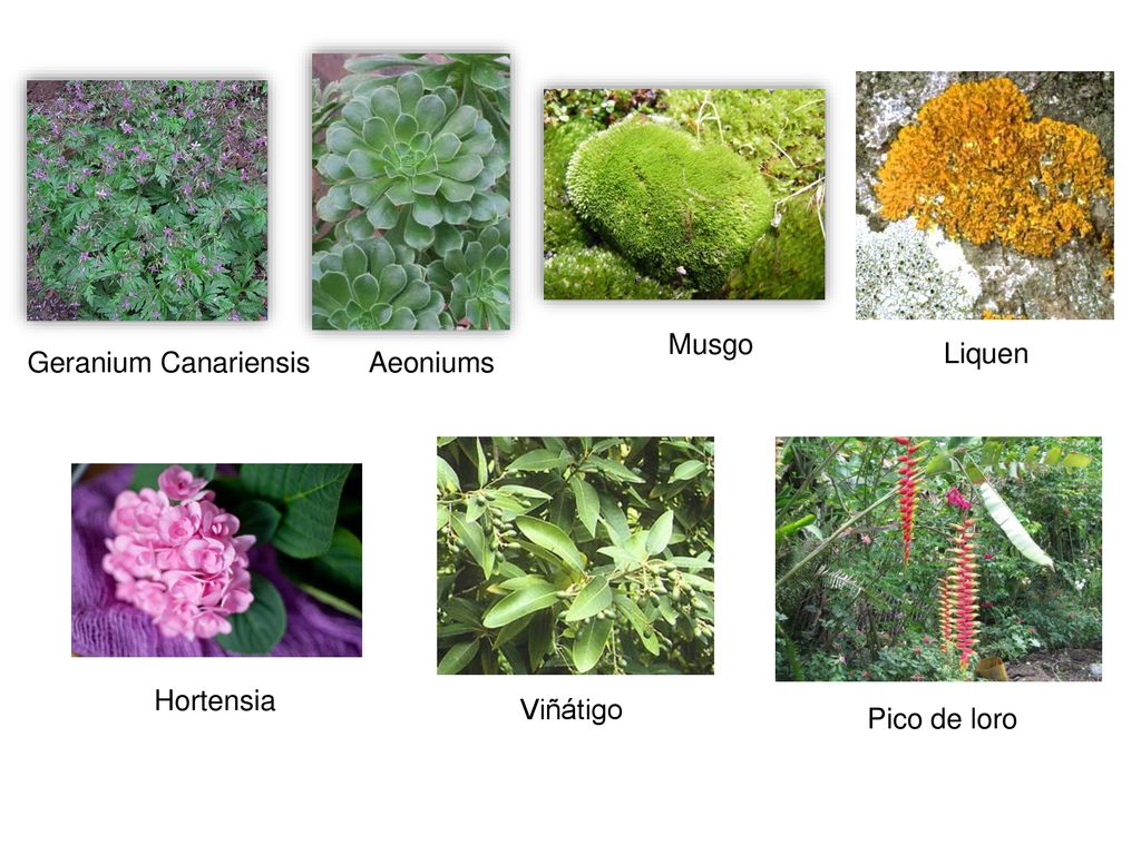 Musgo Liquen Geranium Canariensis Aeoniums Hortensia Viñátigo Pico de loro