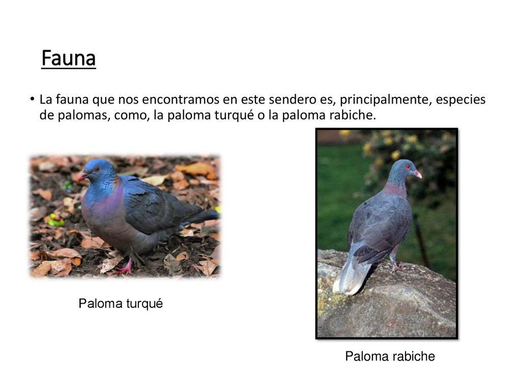 Fauna La fauna que nos encontramos en este sendero es, principalmente, especies de palomas, como, la paloma turqué o la paloma rabiche.