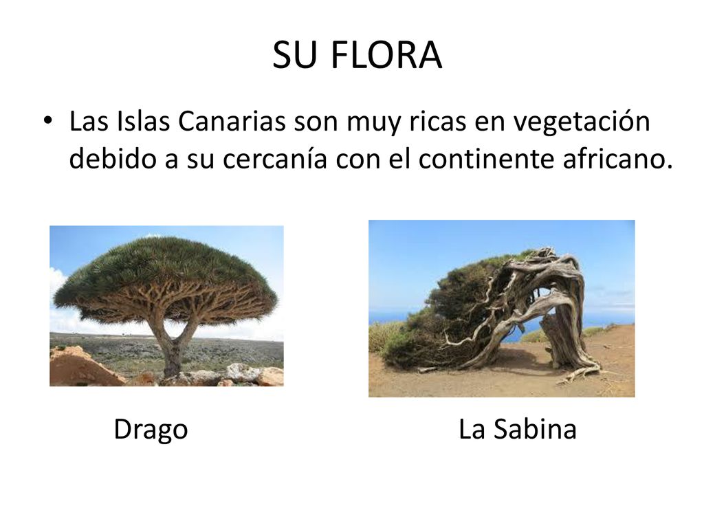 SU FLORA Las Islas Canarias son muy ricas en vegetación debido a su cercanía con el continente africano.
