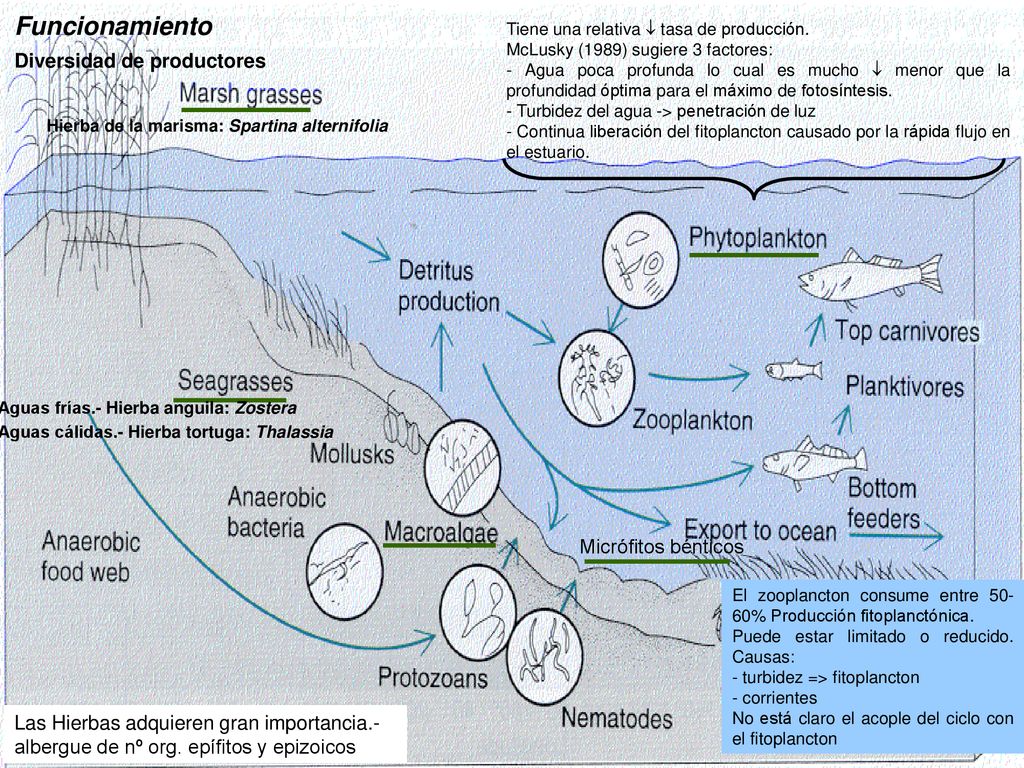 Funcionamiento Diversidad de productores Micrófitos bénticos