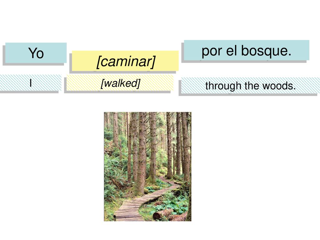 por el bosque. Yo [caminar] I [walked] through the woods.