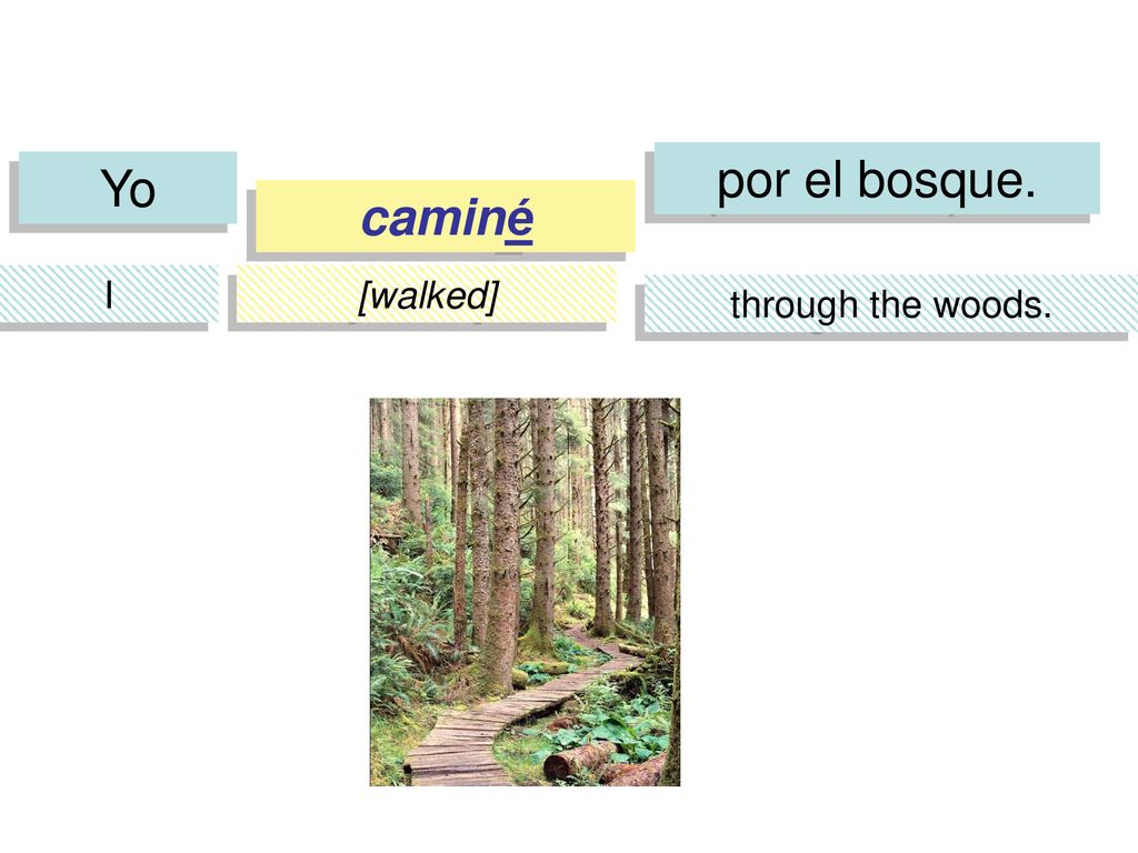 por el bosque. Yo caminé I [walked] through the woods.